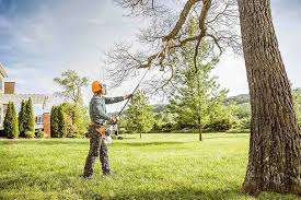 Best Tree Preservation Services  in Carthage, NC