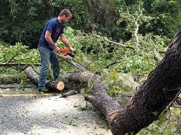 Best Lawn Renovation and Restoration  in Carthage, NC