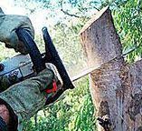 Best Tree Maintenance Programs  in Carthage, NC