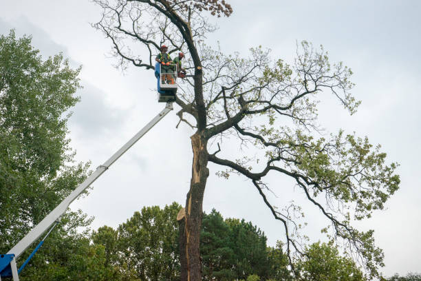 Best Tree Disease Treatment  in Carthage, NC