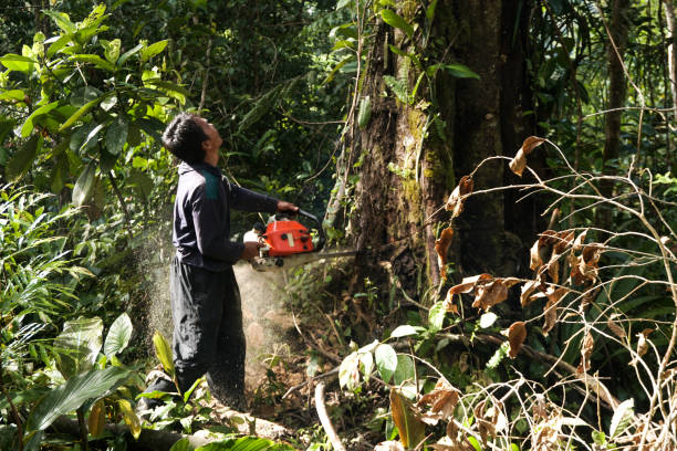Best Arborist Consultation Services  in Carthage, NC