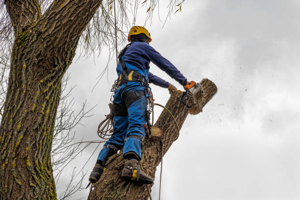 How Our Tree Care Process Works  in  Carthage, NC