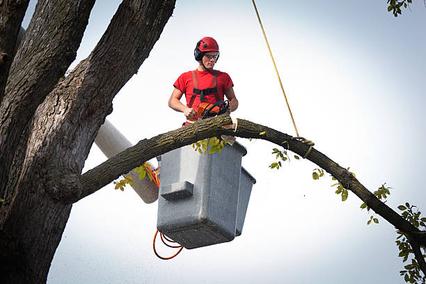 Best Tree Risk Assessment  in Carthage, NC
