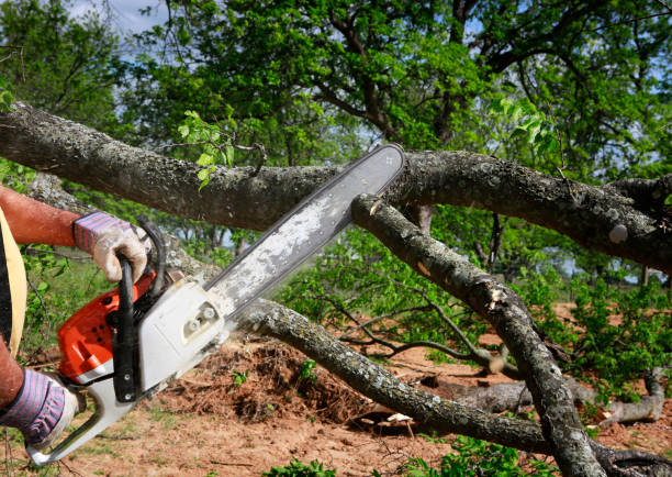 Reliable Carthage, NC Tree Removal Solutions