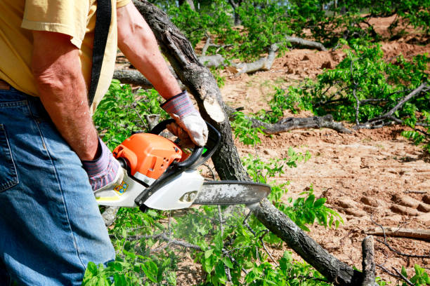 Best Lot and Land Clearing  in Carthage, NC
